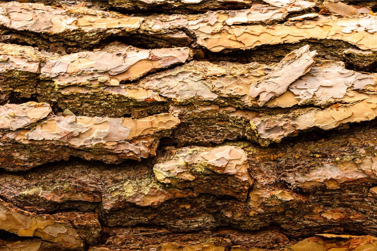 Berdasarkan penelitian terbaru, kulit pohon bukan sekadar pelindung batang, melainkan rumah bagi mikroba khusus yang bekerja layaknya pahlawan super kecil dengan kemampuan menyerap gas metana.