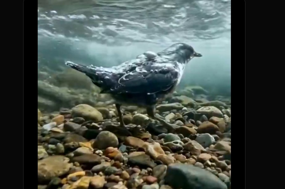 Seekor dipper berjalan di dalam air dengan arus deras. (X)