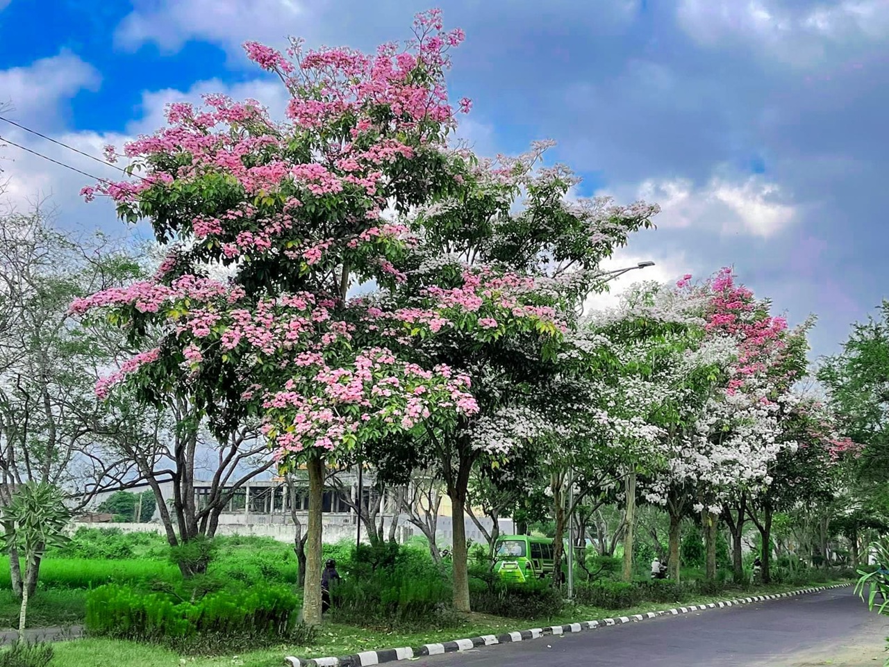 Tabebuya (Handroanthus chrysotrichus), Tabebuya kuning atau Pohon terompet emas.