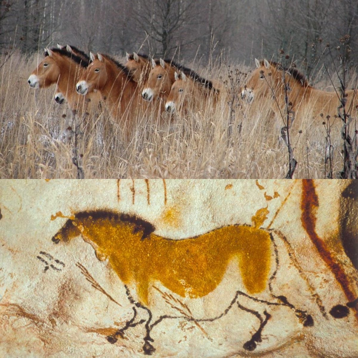 Kuda Przewalski dan lukisan prasejarah yang mirip dengan kuda ini.