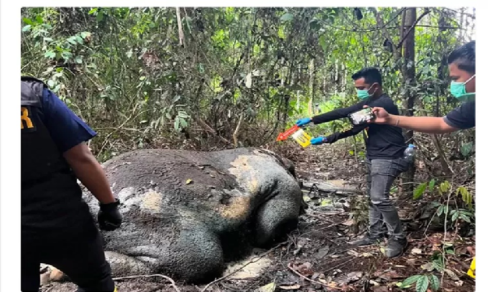 Temuan gajah mati dalam keadaan mengenaskan dengan kepala terpotong dari tubuhnya di Ukui, Riau (Riau Pos)