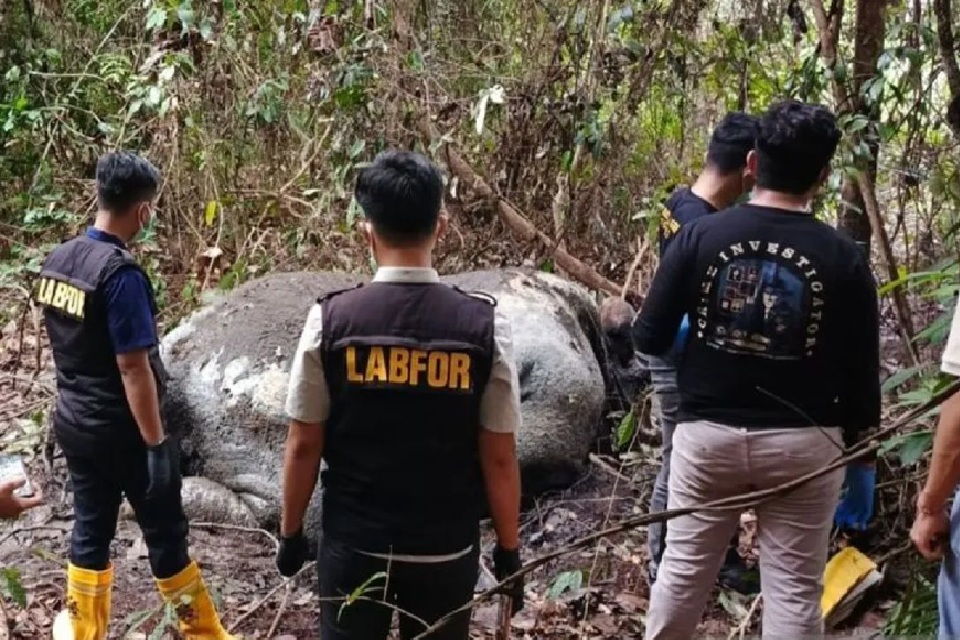 Petugas Kemenhut dan Polda Riau memeriksa bangkai gajah sumatera (Elephas maximus sumatranus) yang ditemukan tanpa kepala dan gading di areal PT RAPP, Kabupaten Pelalawan, Riau, Selasa (3/2/2026). HO