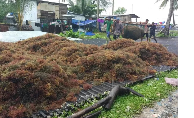 Kaltara dikenal sebagai salah satu sentra produksi rumput laut, namun sebagian besar hasil panen masih dikirim antarwilayah sebelum diekspor. (HRK)