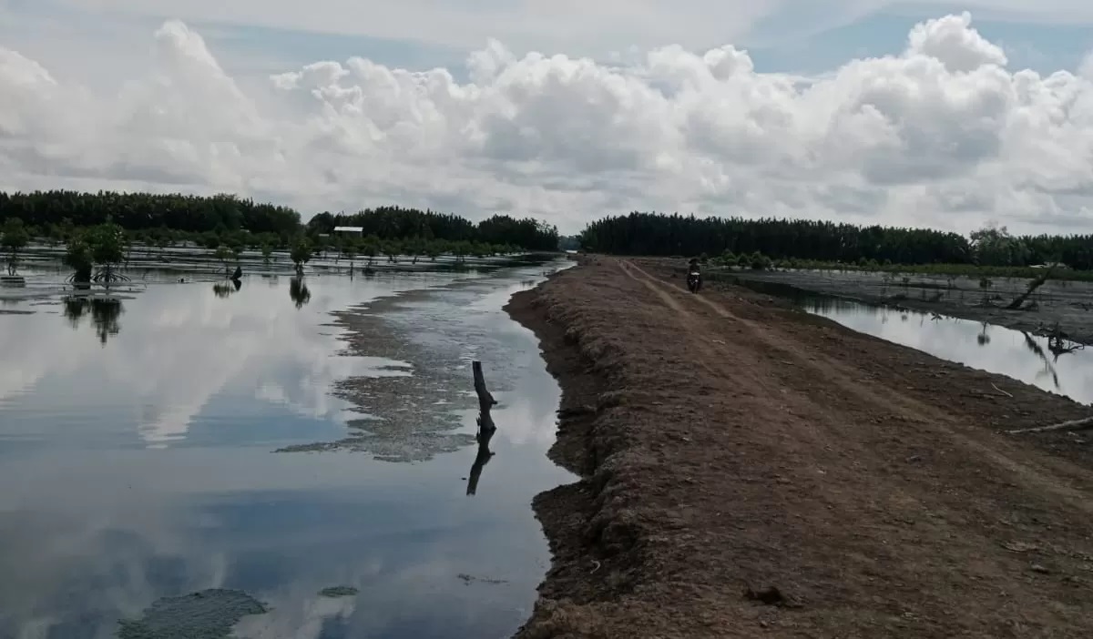 ATURAN KEHUTANAN: Data Dishut Kaltara luas tambak yang berada di kawasan hutan mencapai 70.683,30 hektare. (HRK)