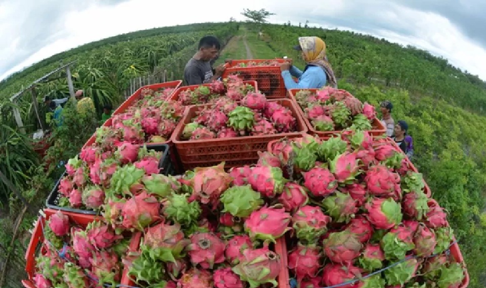 Ilustrasi, pekerja menata buah naga saat panen. Petani buah naga di Sambas mengakui cuaca panas yang terjadi belum lama ini, memengaruhi hasil panen mereka.