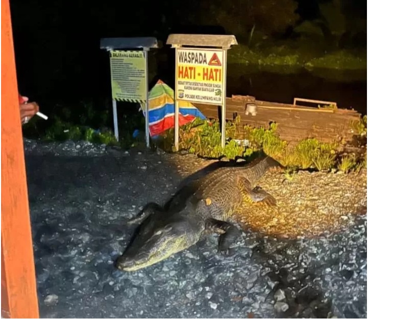DIUSIR: Penampakan buaya muara yang naik ke jalan Desa Pulau Panci. Foto: Khairul Sani untuk Radar Banjarmasin.