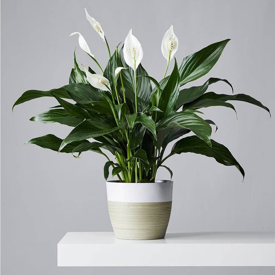 Peace Lily, salah satu bunga yang cocok dijadikan hadiah.
