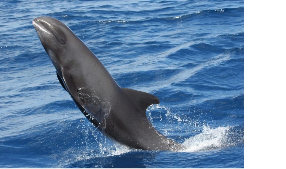 Paus Kepala Melon (Peponocephala electra)