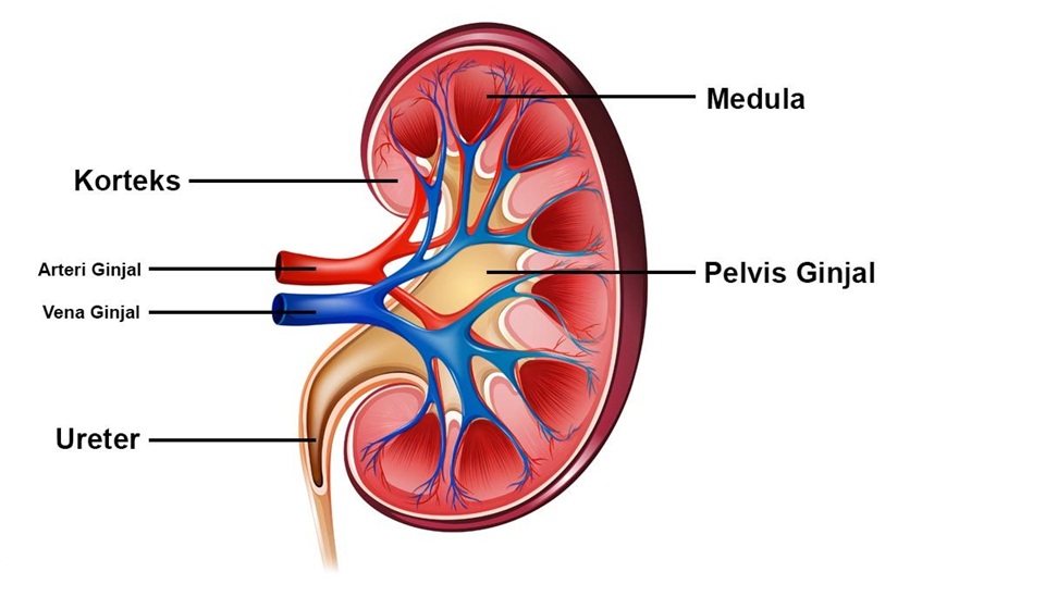 ilustrasi ginjal