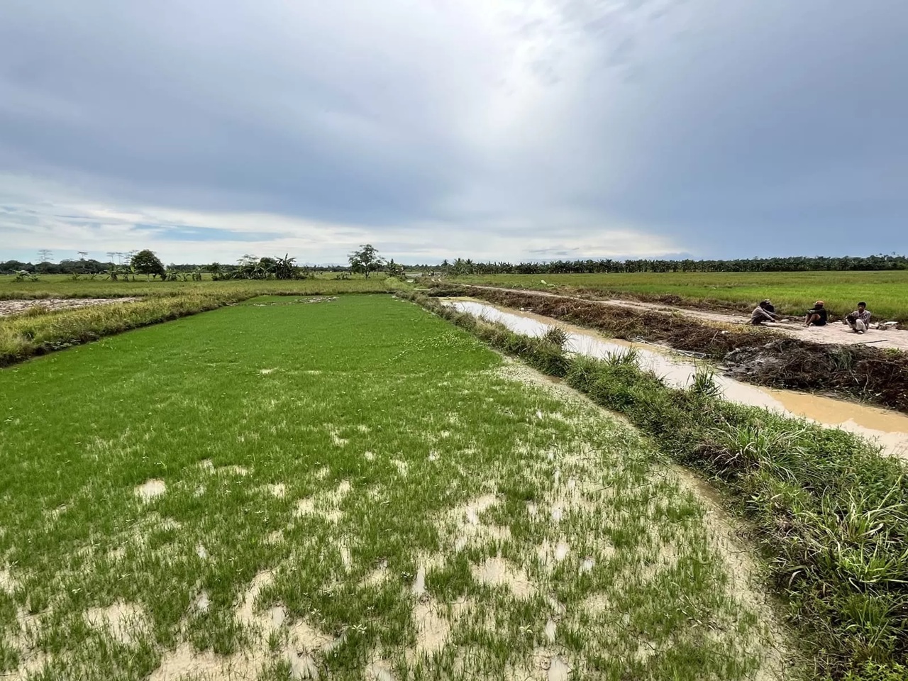 SEKTOR PERTANIAN: Sejumlah kawasan yang sebelumnya minim aktivitas pertanian mulai menunjukkan perkembangan signifikan. Lahan sawah yang dahulu terbatas kini bertambah luas. (HRK) 