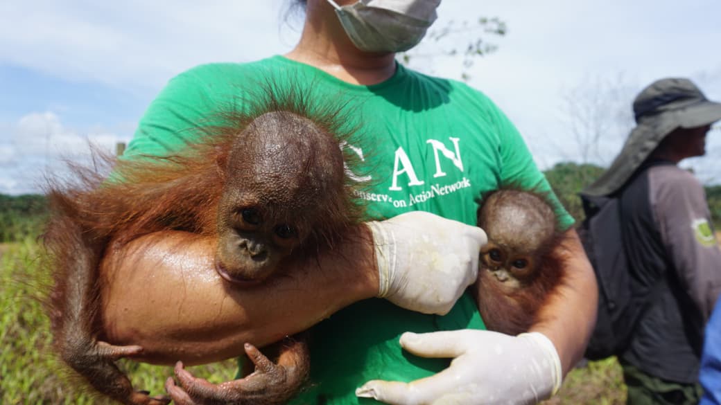 Bayi orangutan kembar.