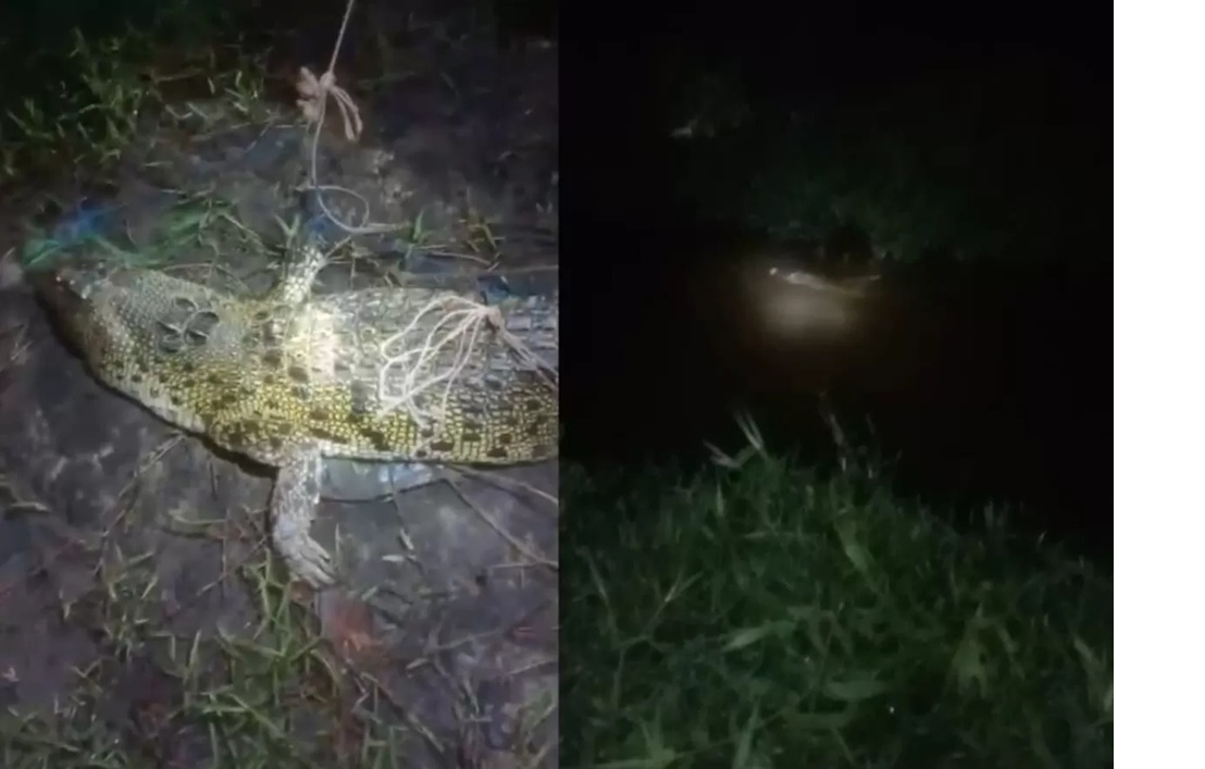 Buaya yang sebelumnya terjaring jala nelayan dan terikat berhari-hari akhirnya dilepas oleh warga ke Sungai Bengamat, Selasa malam (3/3/2026). 