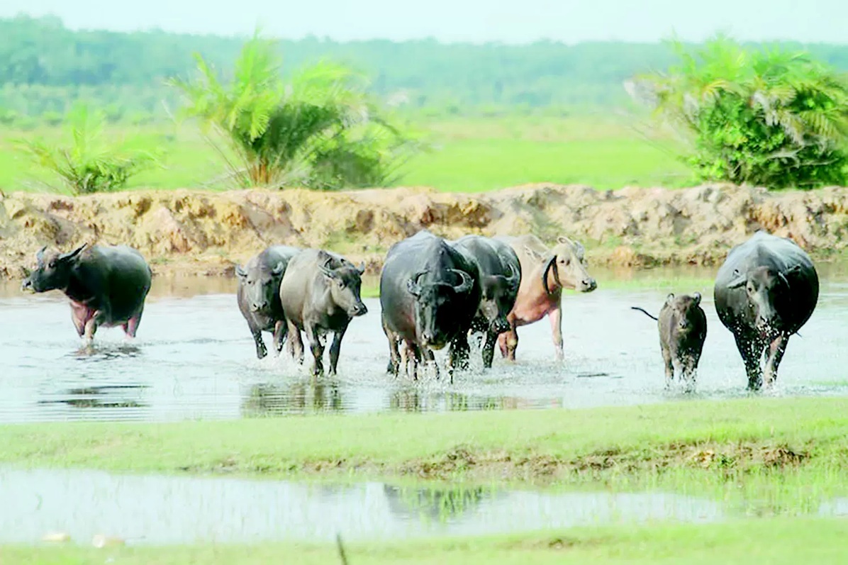 Kerbau rawa milik peternak di Kecamatan Cintapuri Darussalam, Kabupaten Banjar. Populasi kerbau di daerah ini terus menurun seiring menyusutnya lahan rawa akibat alih fungsi.