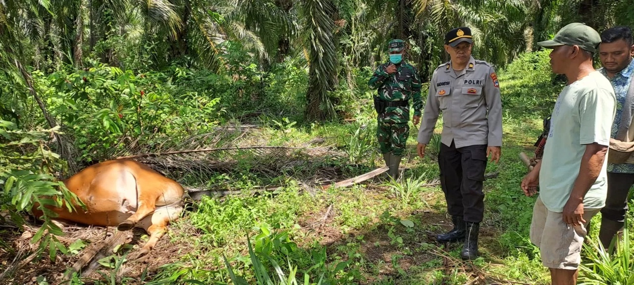 GEGER: Penampakan sapi jenis bali yang ditemukan tewas di kebun milik warga di wilayah Desa Pemuda Pelaihari (Foto : Polsek Pelaihari) 