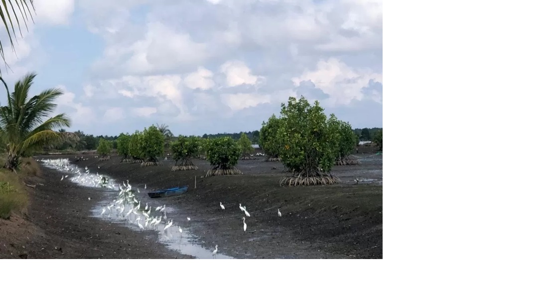 TINGKATKAN PENDAPATAN: Potensi karbon yang tersimpan di kawasan mangrove dan lahan gambut Kaltara memiliki nilai ekonomi yang besar. (HRK) 