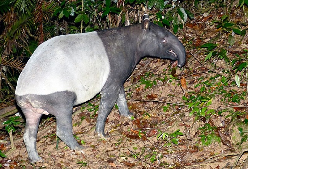 Tapir