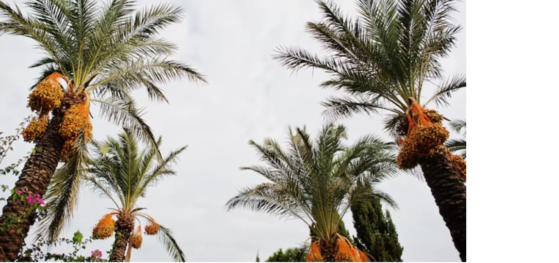 ilustrasi kebun kurma.