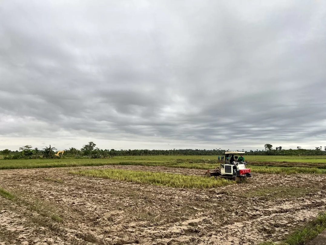 PERTANIAN: BPS mencatat luas panen padi di Kaltara mencapai 10.210 hektare atau meningkat sekitar 23,27 persen dibandingkan tahun 2024 yang seluas 8.282 hektare. (HRK) 