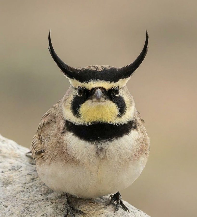 Burung Temminck&rsquo;s Lark (Eremophila bilopha)