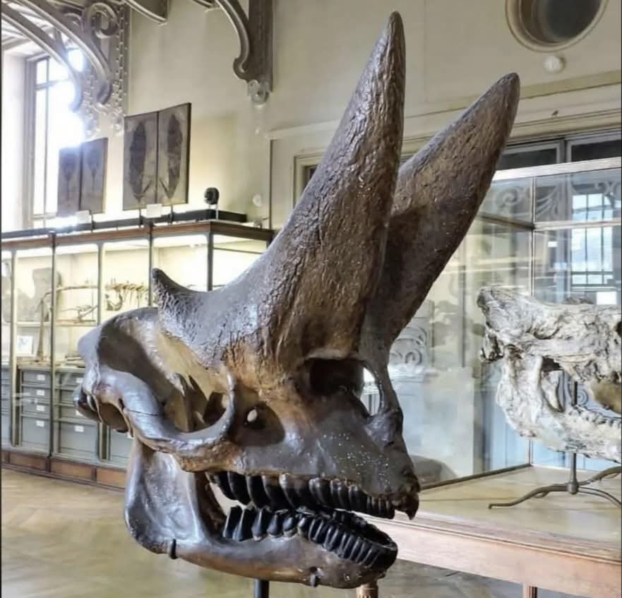 Tengkorak Arsinoitherium zitteli