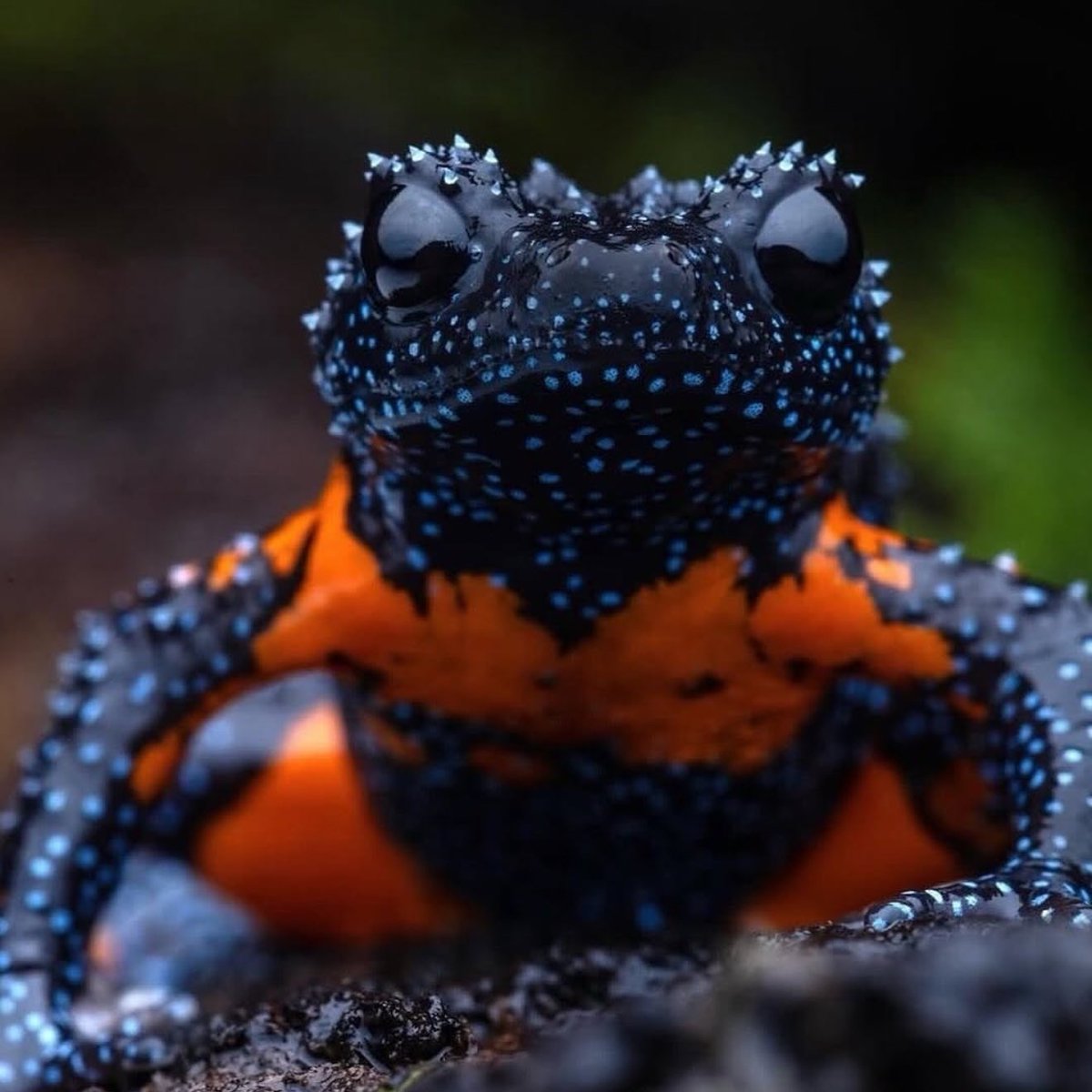 Galaxy Frog atau katak galaksi (Melanobatrachus indicus), jepretan Hadlee Renjith.
