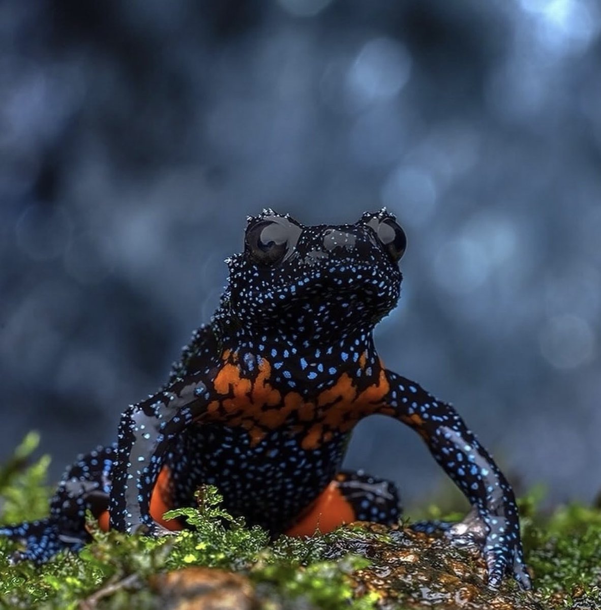 Galaxy Frog atau katak galaksi (Melanobatrachus indicus), jepretan Hadlee Renjith.