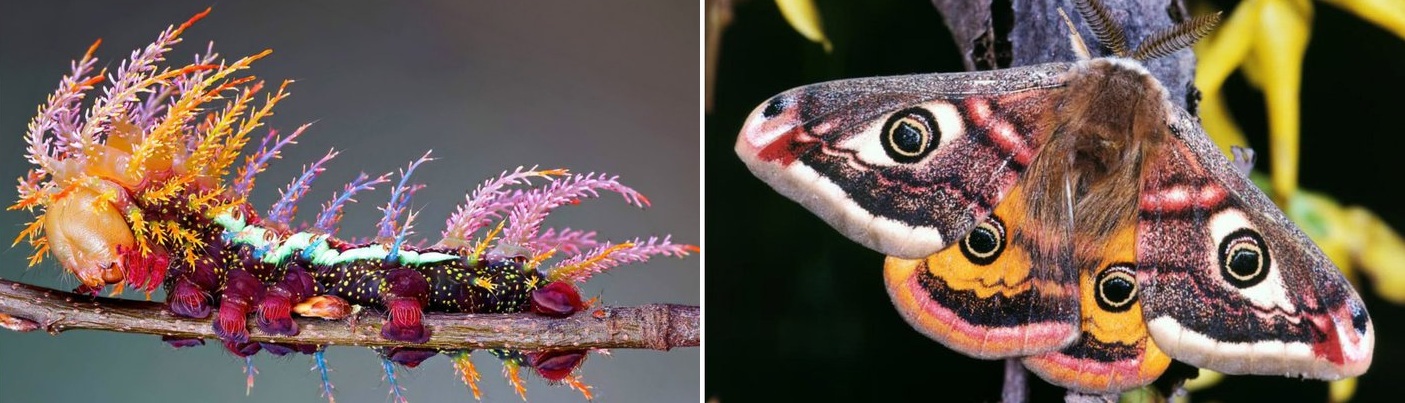 Ngengat Saturniidae, atau yang lebih dikenal sebagai ulat sutra raksasa.