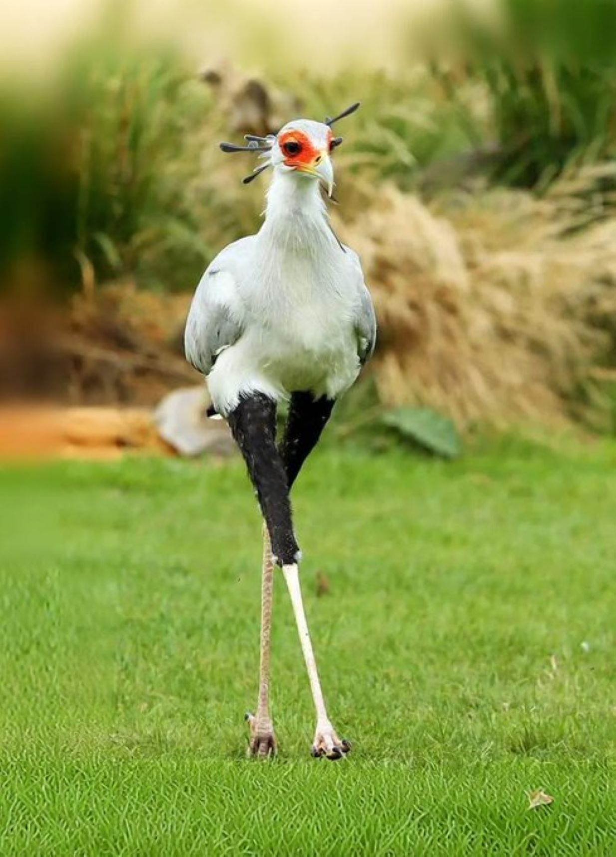 Burung Sekretaris (Sagittarius serpentarius) 