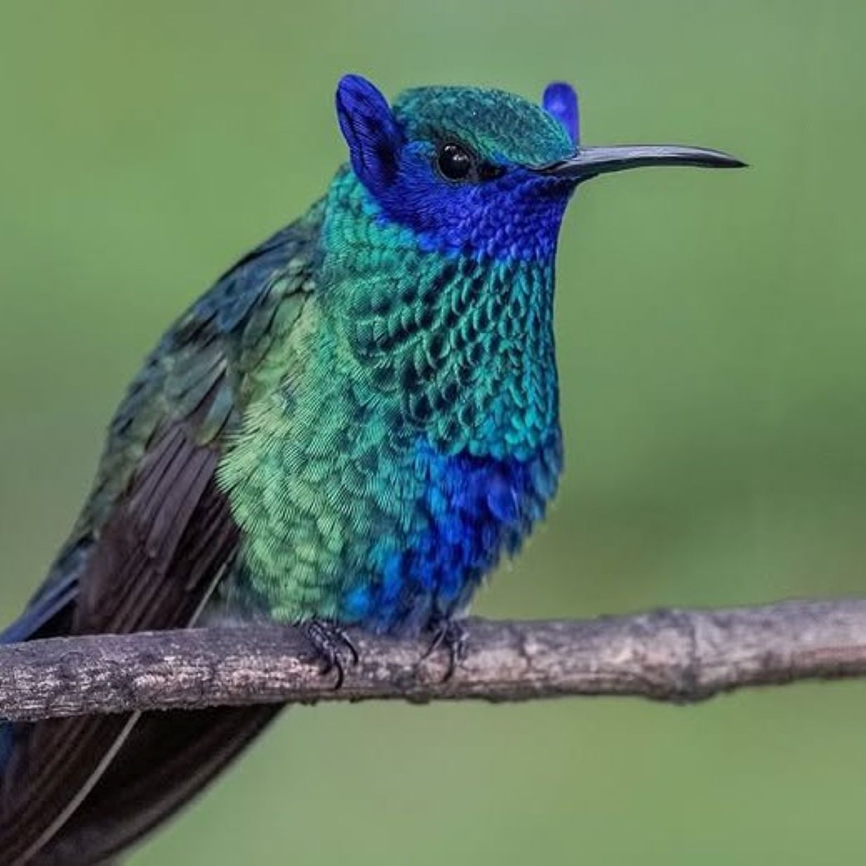 Burung kolibri spesies Colibri coruscans. (diegoemerson)