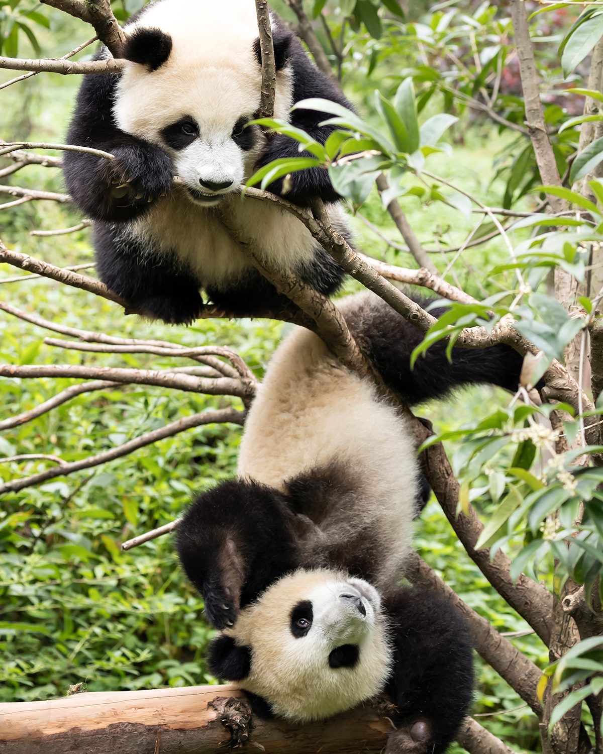 Anak panda bermain. (Dafna Ben Nun)