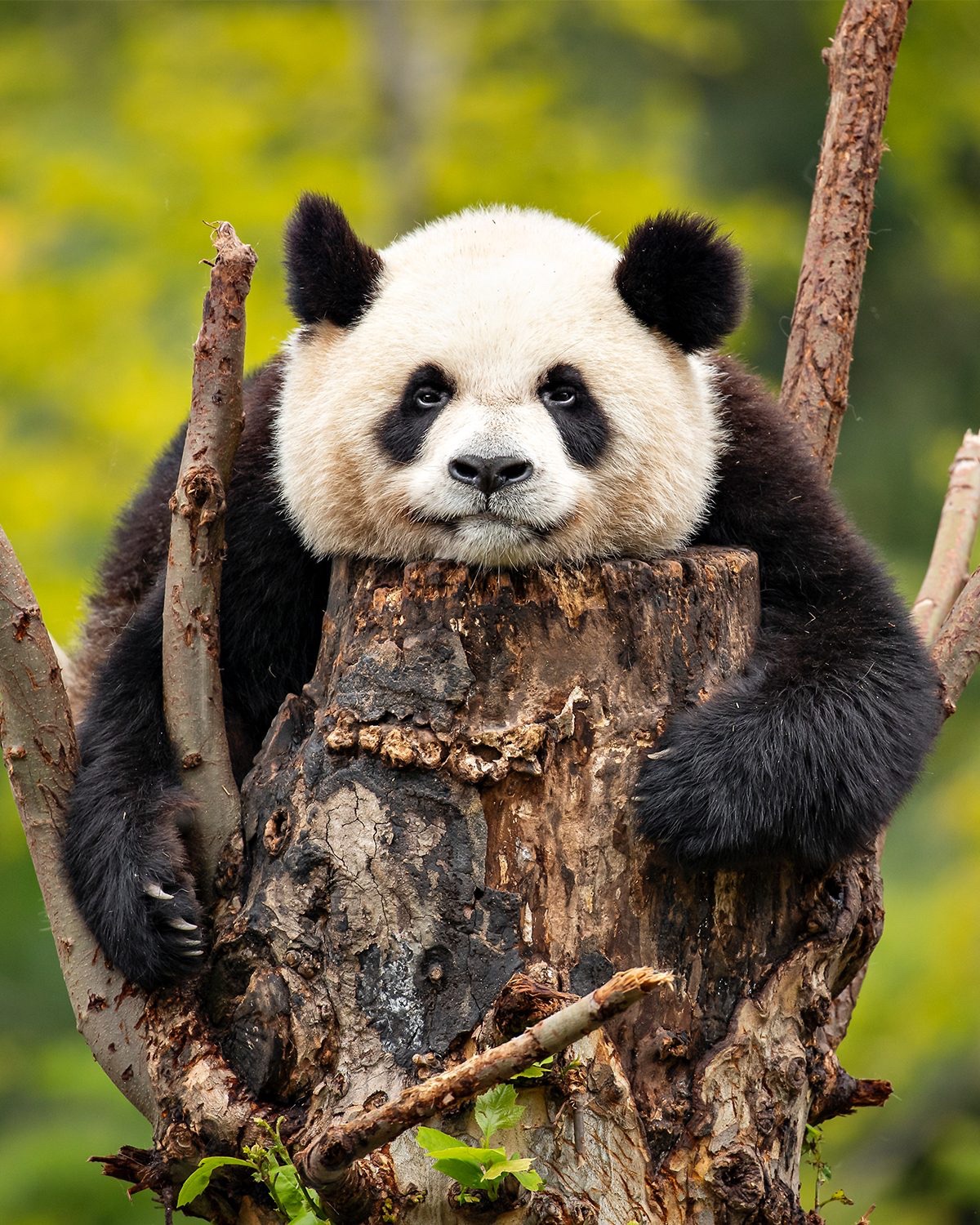 Panda (Dafna Ben Nun)