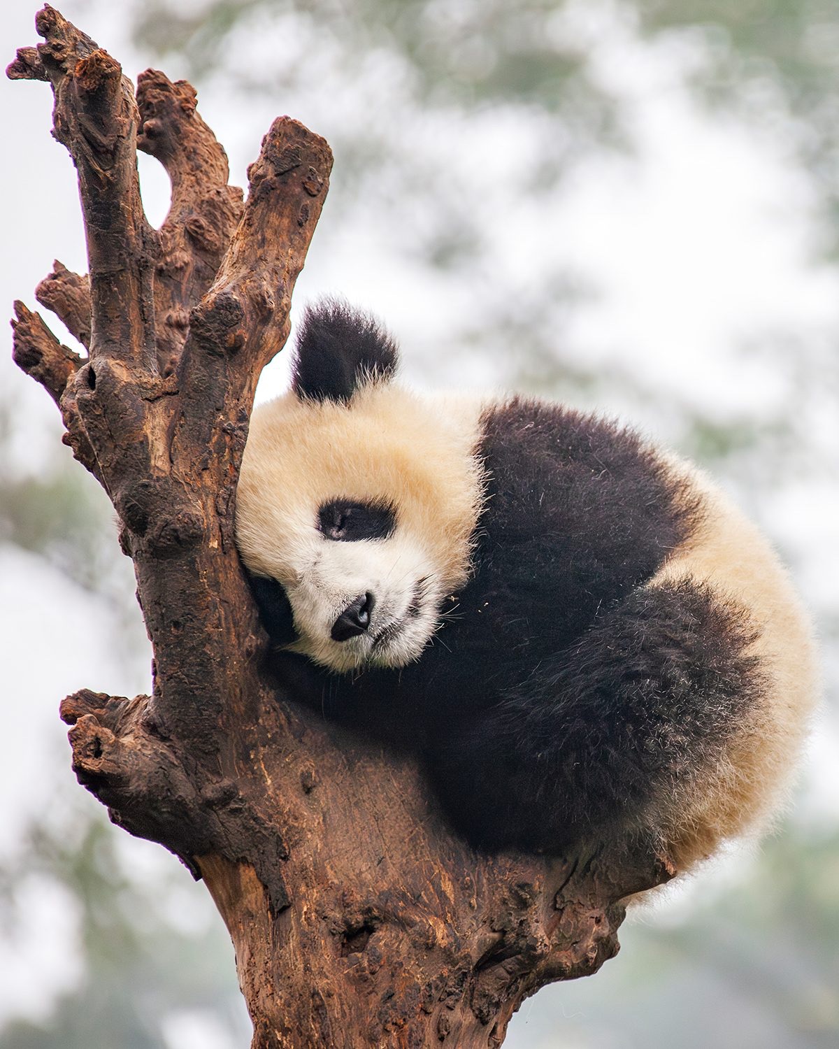 Anak panda. (Dafna Ben Nun)