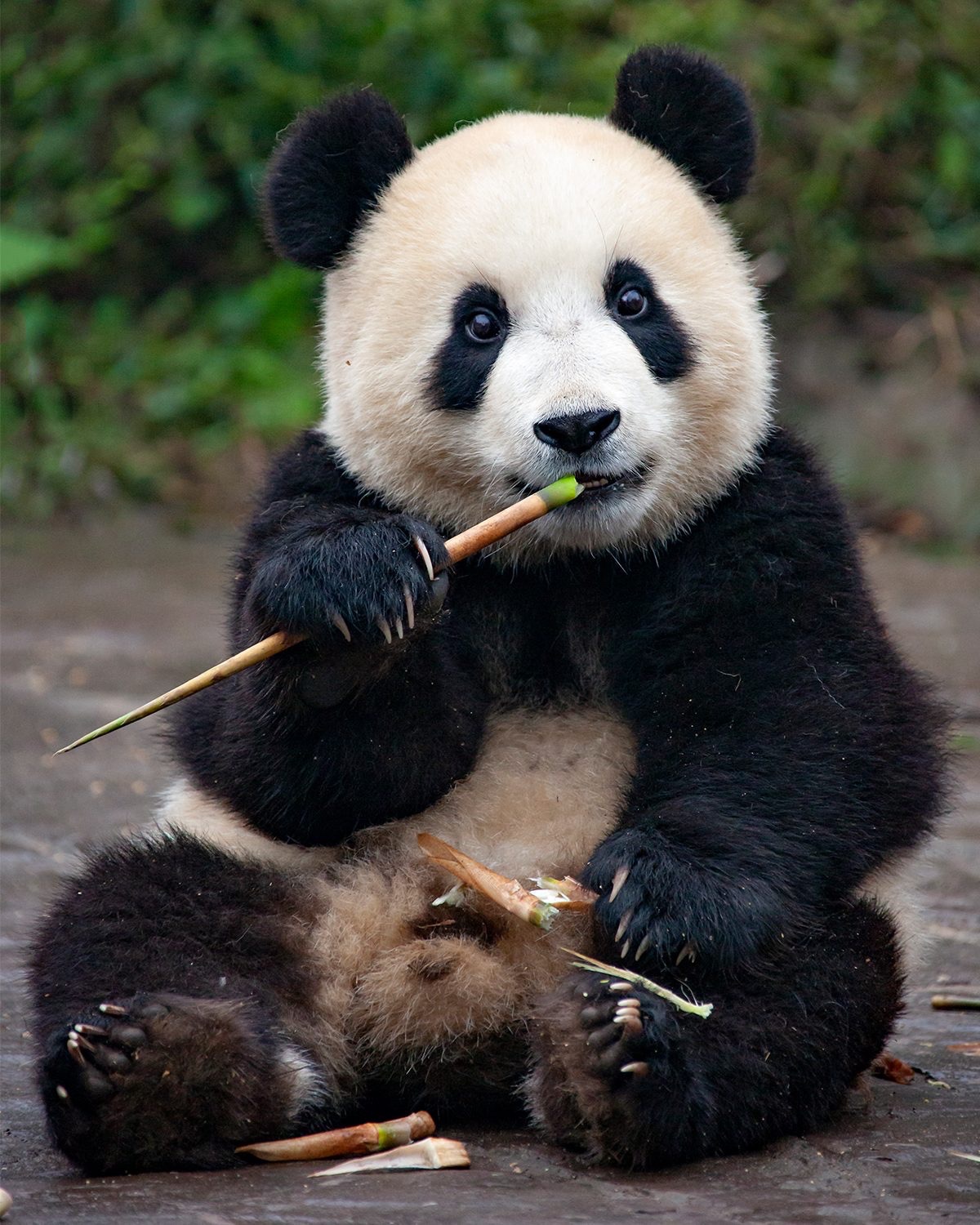 Panda (Dafna Ben Nun)