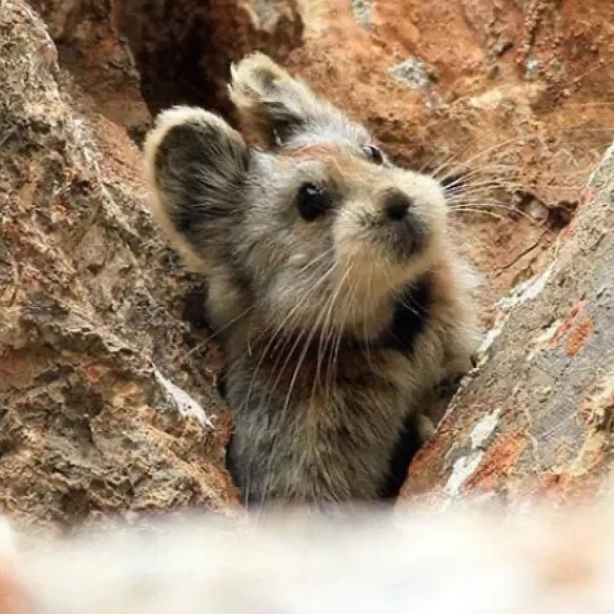 Ili Pika