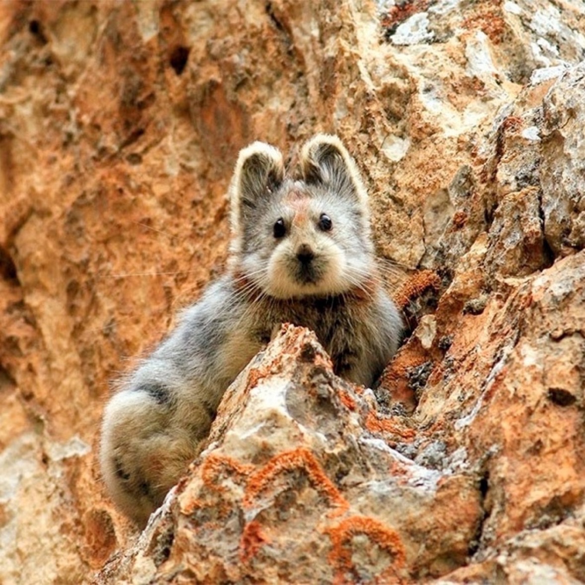 Ili Pika