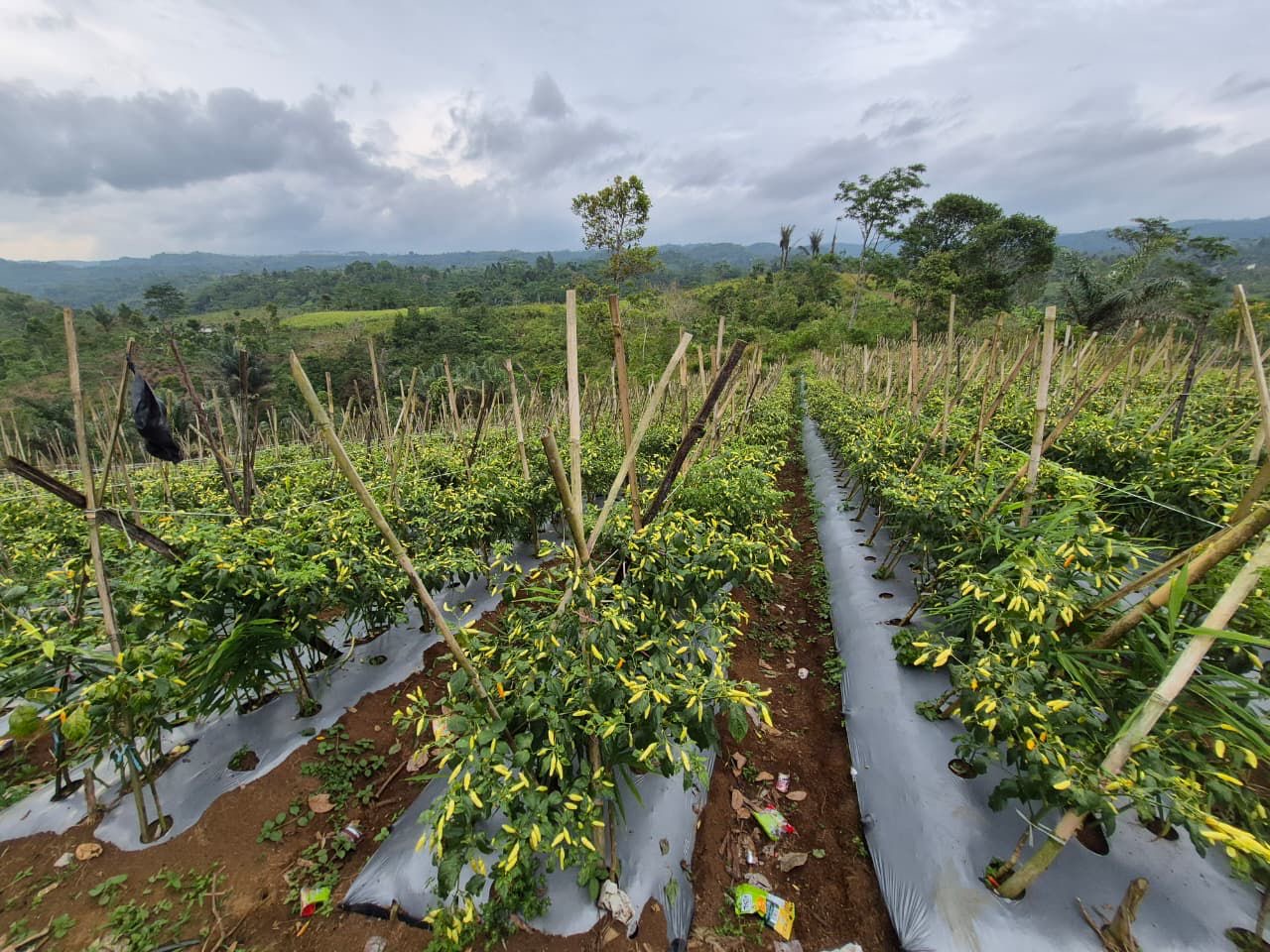 STABIL: Neraca produksi cabai pada Maret berada dalam kondisi surplus.