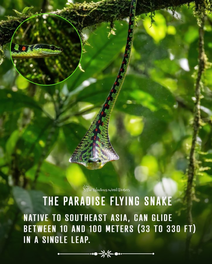 Chrysopelea paradisi, atau yang lebih dikenal sebagai Ular Terbang Surga,