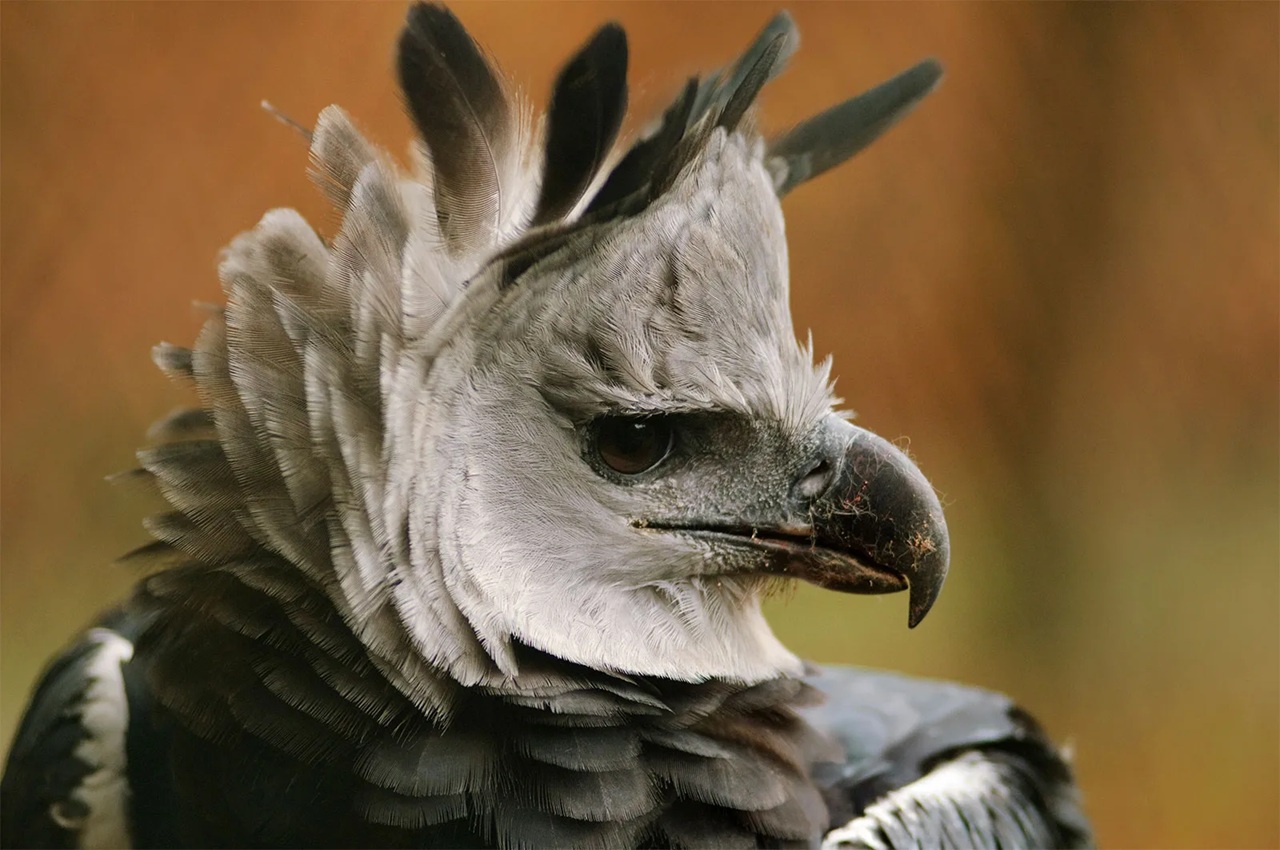 Elang Harpy (Harpia harpyja)