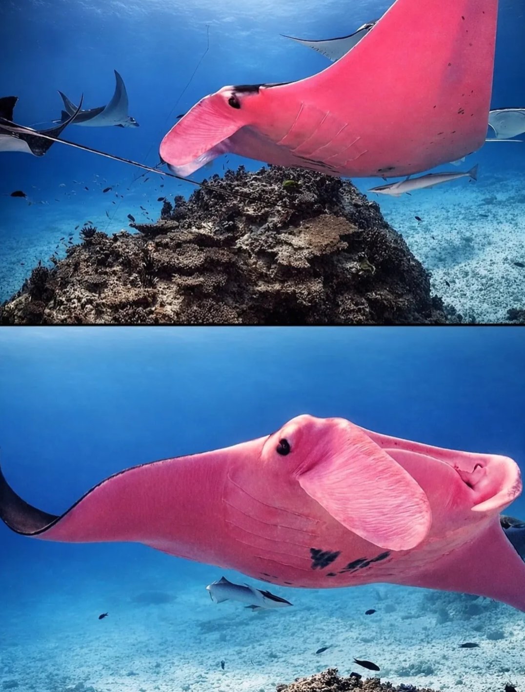 Mantaray pink