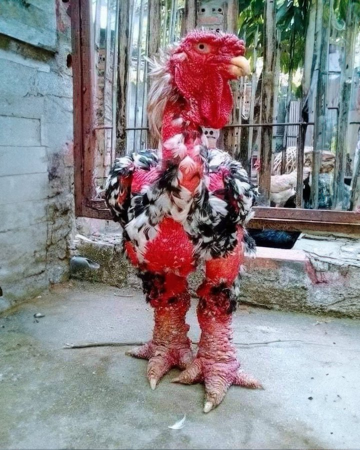 Ayam Naga Vietnam, juga dikenal sebagai Ayam Dong Tao