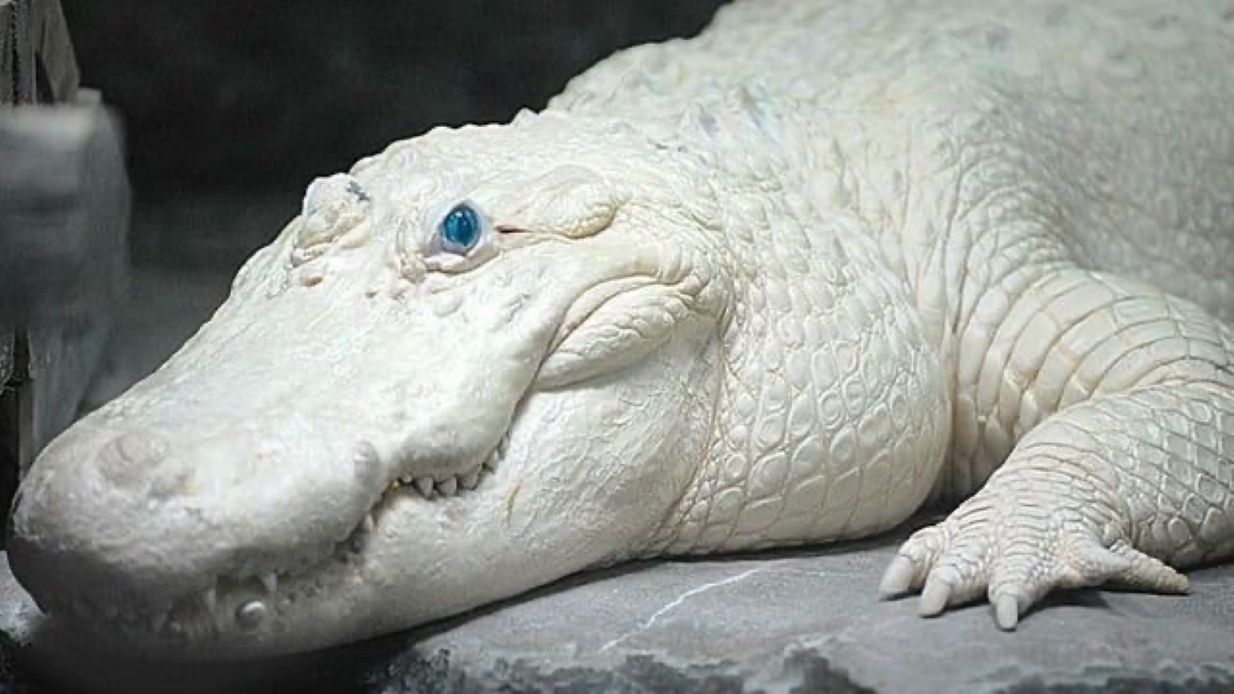 Aligator albino