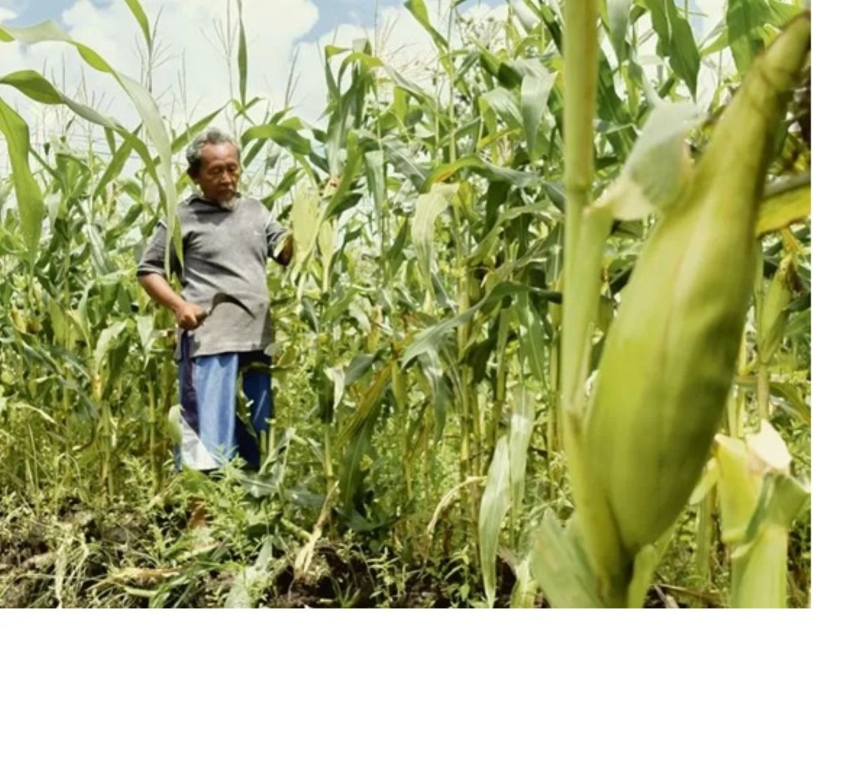 Ilustrasi Petani di Kalteng. (YUNI/RADAR SAMPIT)