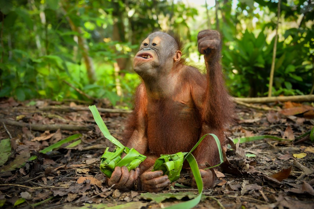 Orang Utan dengan ketupat.
