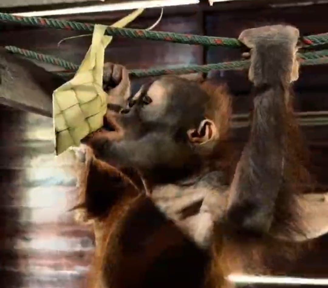 Orang Utan makan ketupat.