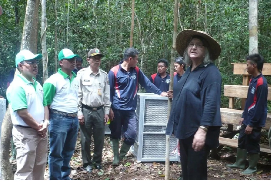 Profesor Birute Mary Galdikas, saat pelepasliaran Orangutan ke habitat aslinya, beberapa waktu lalu. (dok.syamsudin/radarsampit) 