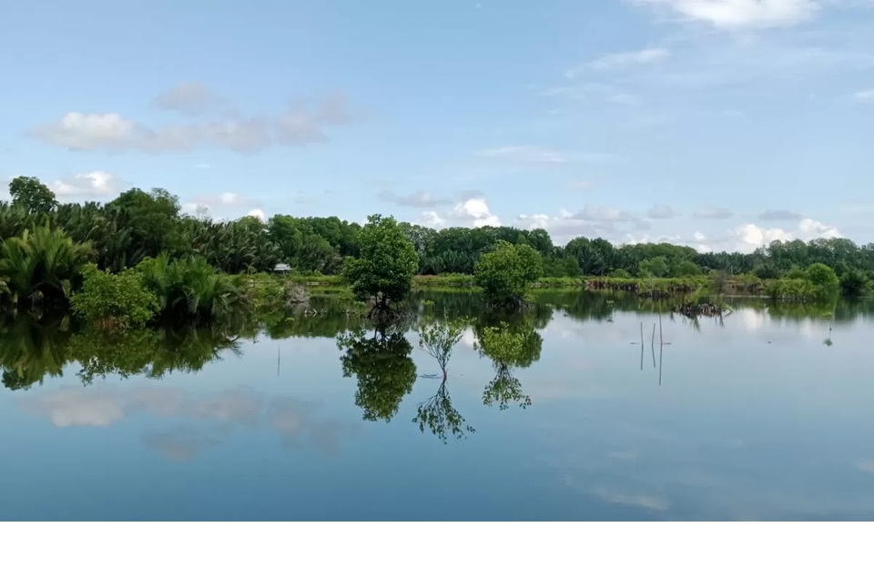 EKONOMI KARBON: Kementerian Koordinator Bidang Pangan mulai menginisiasi kajian pengembangan potensi ekonomi karbon dari kawasan mangrove di Kaltara. (HRK) 
