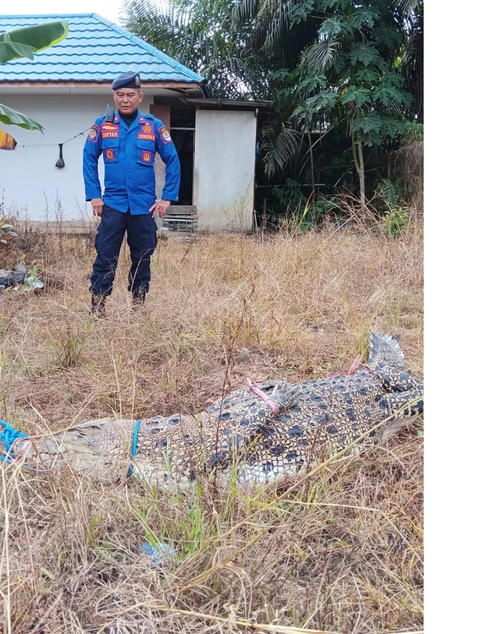 Evakuasi buaya di Waduk Persemaian beberapa waktu lalu. (AGUS DIAN ZAKARIA/RADAR TARAKAN)