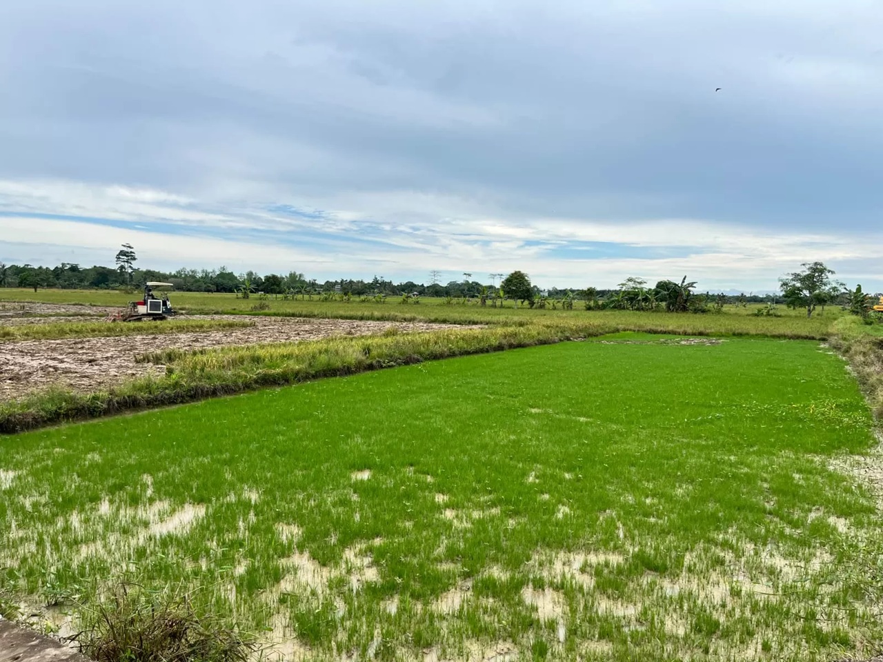 ILUSTRASI: Realisasi luas panen padi sepanjang Januari-Desember 2025 mencapai sekitar 10.210 hektare. (HRK) 