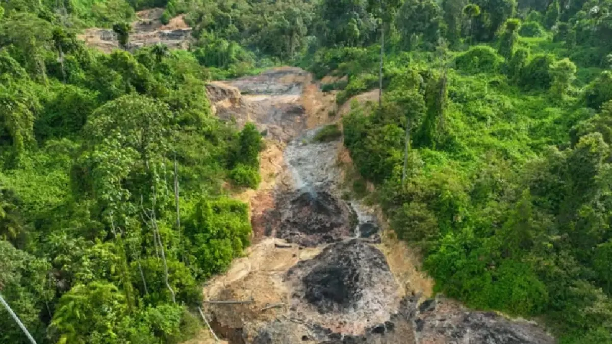 ilustrasi hutan yang mulai gundul.