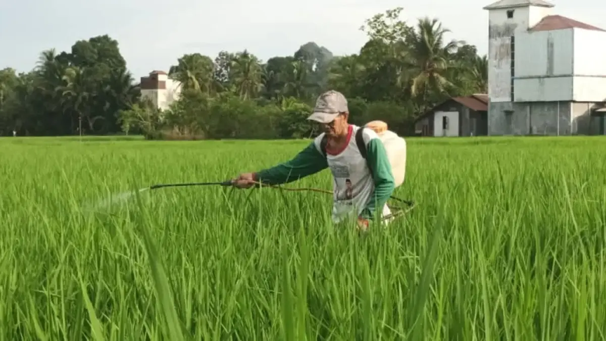 Petani di Kabupaten Tabalong menyemprot padi di sawah.(Foto:Ibnu Dwi Wahyudi/Radar Banjarmasin)